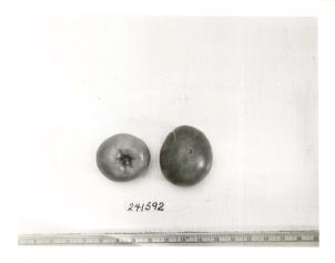 Click for 1 image(s) for this accession. FRUIT
